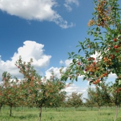 In orchards against bird attacks on soft flesh