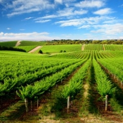 Vineyards are the main target of Starlings invasions.